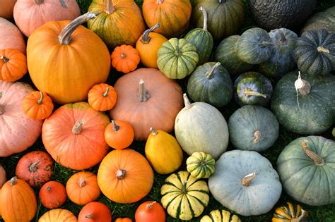 11 Incredible Pumpkin Colors for Cooking and Fall Decorating (2026)