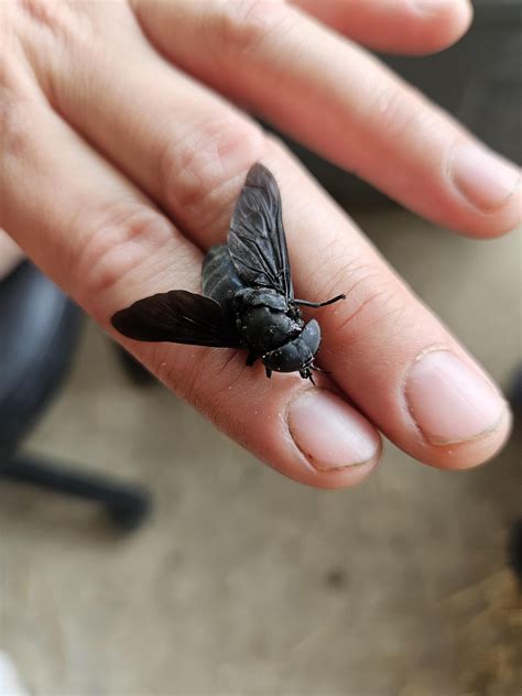 Black Horse Fly Outer Banks, Black Horse Fly (Tabanus Atratus)