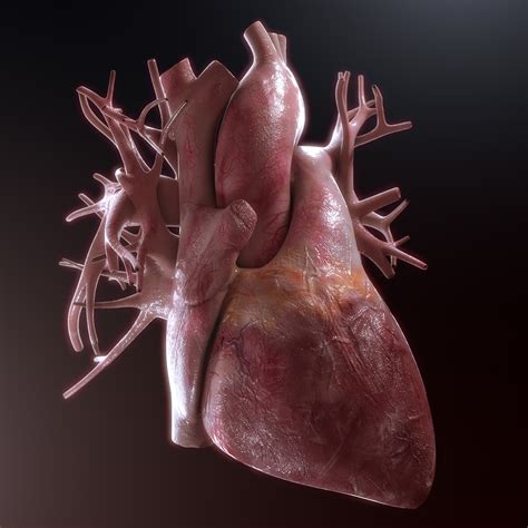 realistic human heart 3d model