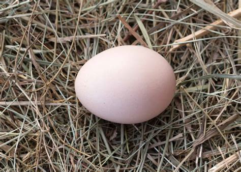8 Facts About Speckled Sussex Chickens to Know