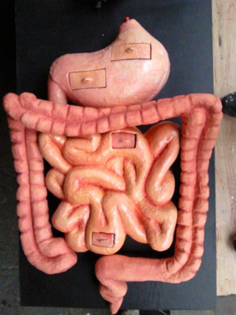 Horse Intestines Length at Belinda Flowers blog