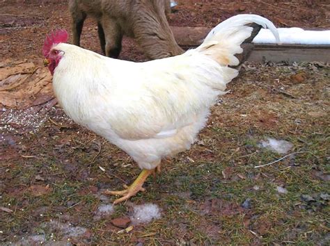 Leghorn Chickens: The Complete Guide