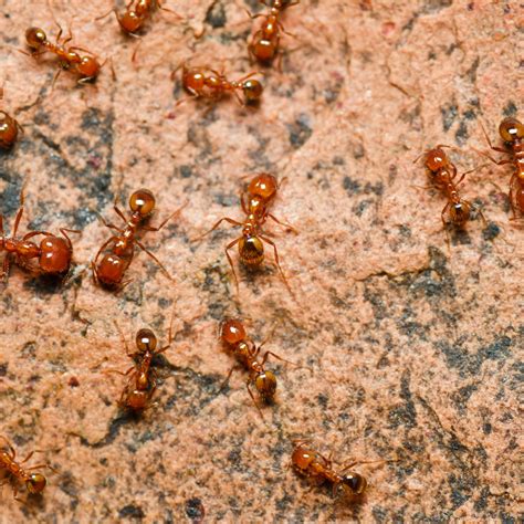 How to Treat Fire Ant Bites: Treatment Tips and Home Remedies - HubPages