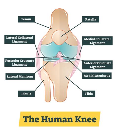 Knee Ligaments - JOI Jacksonville Orthopaedic Institute