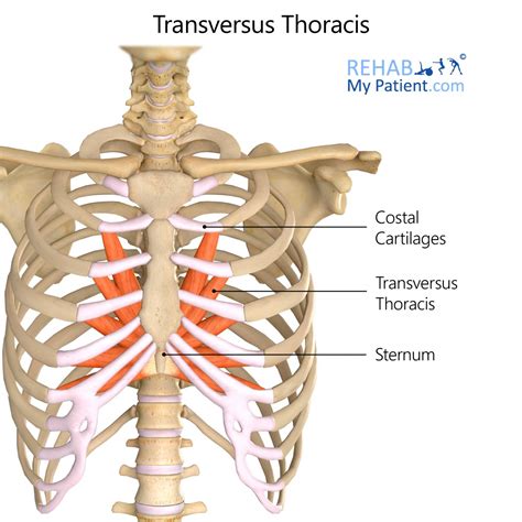 Transversus Thoracis | Rehab My Patient