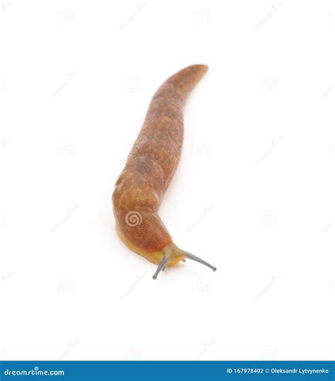 Snail without shell stock photo. Image of little, invertebrate - 167978402