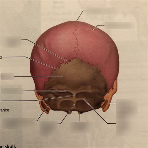 Posterior view of skull Diagram | Quizlet