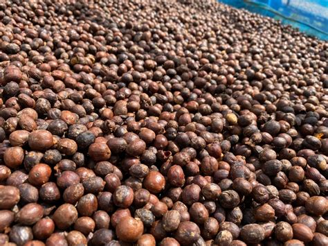 Transforming livelihoods and climate resilience of smallholder coffee producers through the ...