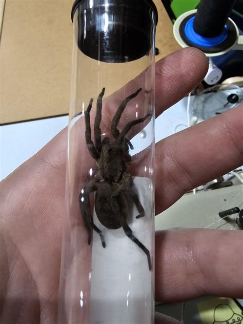 Carolina wolf spider care? : r/spiders
