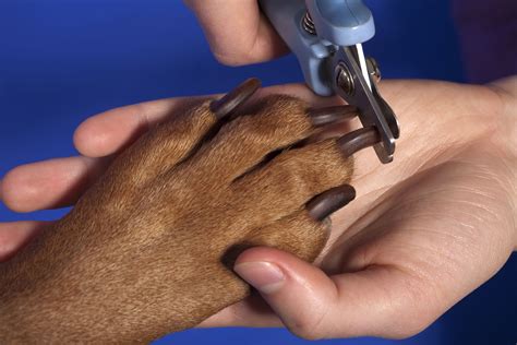 How to Take Care of Your Dog’s Hair, Teeth, and Nails