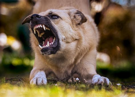 Understanding Dog Aggression Towards Males Effectively