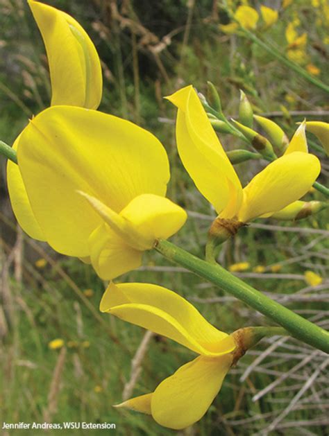 What Is Broom In Spanish at Cynthia Forsman blog