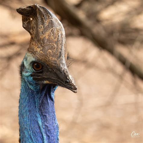 Flightless Australian Bird: The Double-Wattled Cassowary
