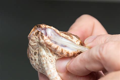 Mutant snake with three sharp fangs ‘might be most dangerous death ...