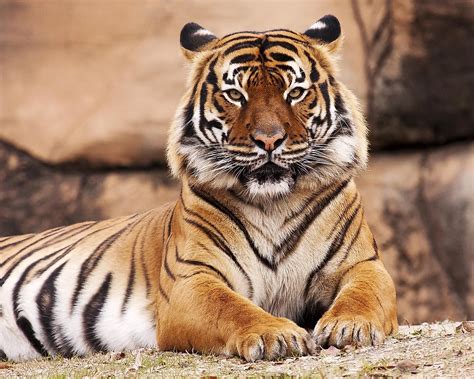 Different Types Of Tigers Found In The World - species of tigers in the world