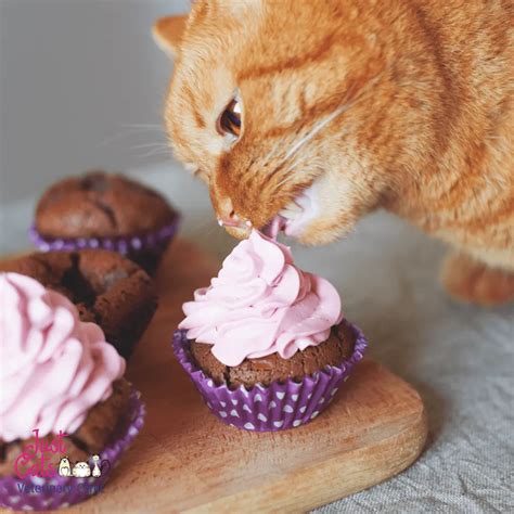 Can cats eat human food? And what foods are poisonous to cats. | Just Cats Veterinary Clinic