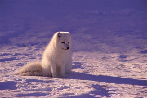 Free Images : sea, snow, winter, white, animal, weather, fox, season ...