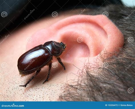 Can Insects Get In Your Ear