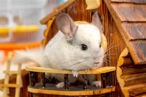 Chinchilla Lifespan: How Long Do Chinchillas Live?