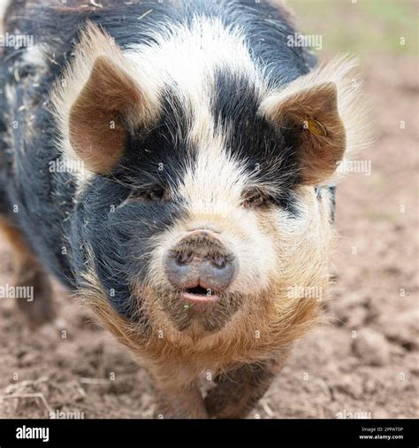 Kune Kune pig Stock Photo - Alamy