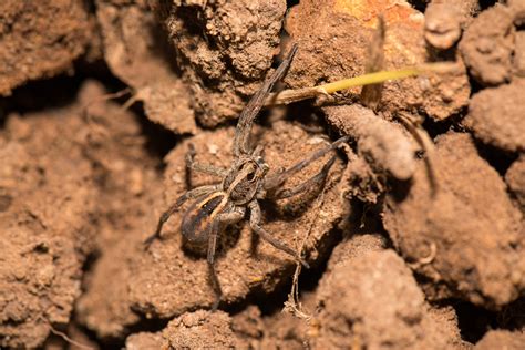 Wolf Spiders: Arizona's Nocturnal Predators | Phoenix Pest & Termite ...