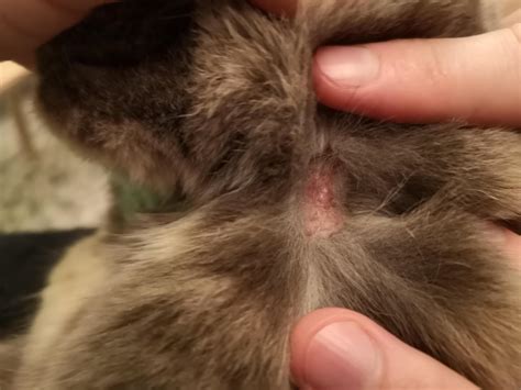 Cat Hot Spot Healing Stages: A Clear Guide for Cat Parents