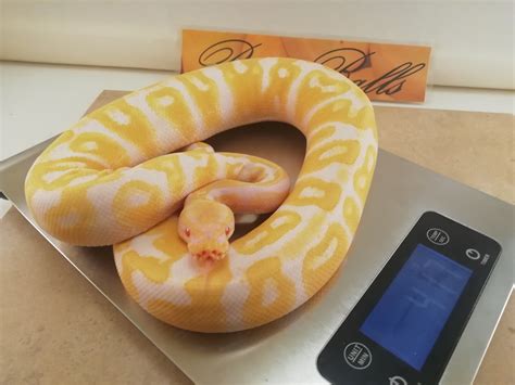Yellow Belly Albino Ball Python by Bino Balls - MorphMarket