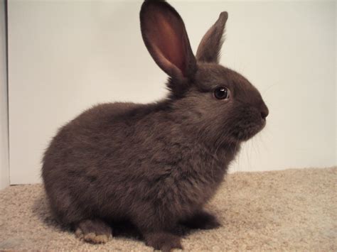 Silver Fox Rabbits, April 2020 | FurFoxy Rabbits