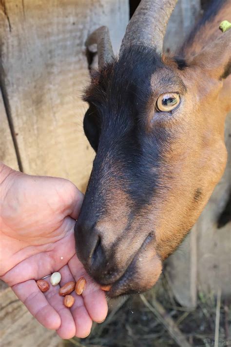 Why Do Goats Faint? What’s Happening?