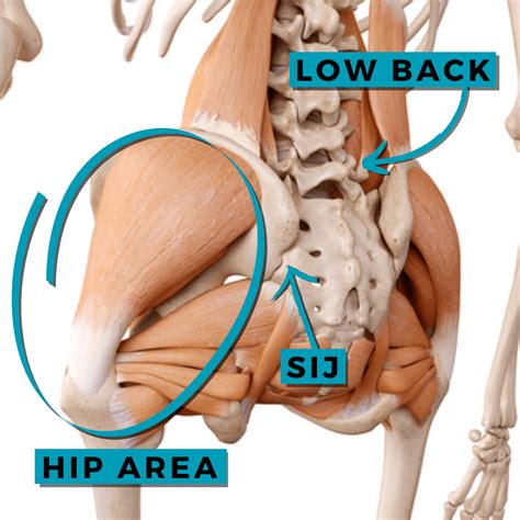The Role of Decreased Hip Mobility in Low Back Pain — Laguna Orthopedic ...