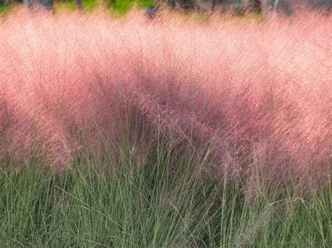 How To Grow Pink Muhly Grass For Stunning Ornamentals | Gardening Know How