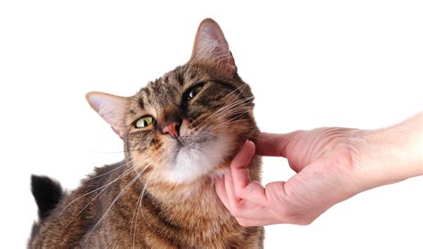 Top 5 Signs Your Cat Loves You (Plus a Special Treat Recipe!) - Boxie