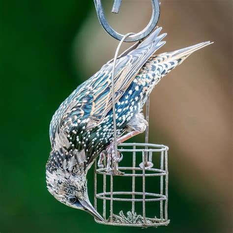 Jay Dwarkadhish Photos, Download The BEST Free Jay Dwarkadhish Stock ...