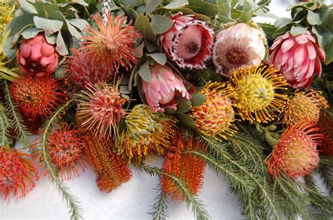 Pincushion Protea Habitat at Arthur Snipes blog