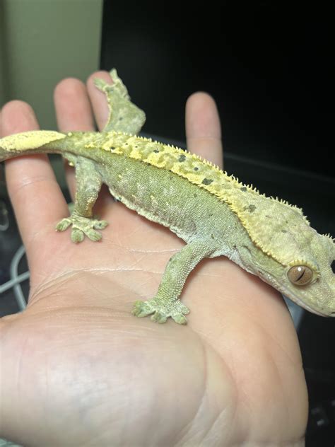Green Crested Gecko Bicolor Crested Gecko Tortoise World