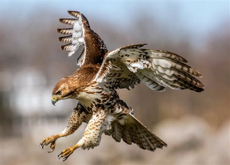 How do hawks target prey inside chaotic swarms? - Earth.com