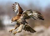 How do hawks target prey inside chaotic swarms? - Earth.com