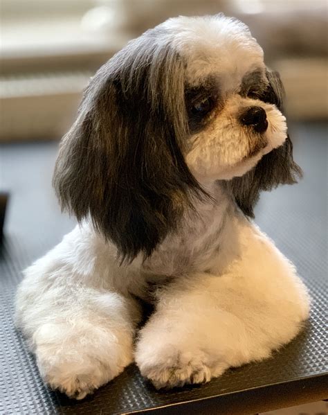 www.takaoka.de Takaoka's Imperial Mini Shih Tzu Deutschland