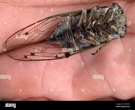 Northern Dog-day Cicada (Neotibicen canicularis) Insecta Stock Photo ...