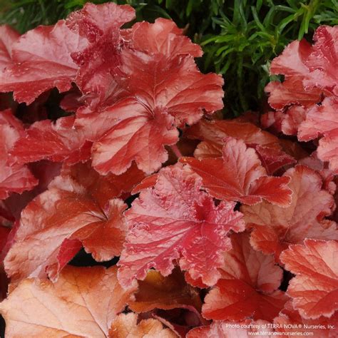 Heuchera GRANDE™ 'Carnelian' | Amber Coral Bells - Almanac Planting Co