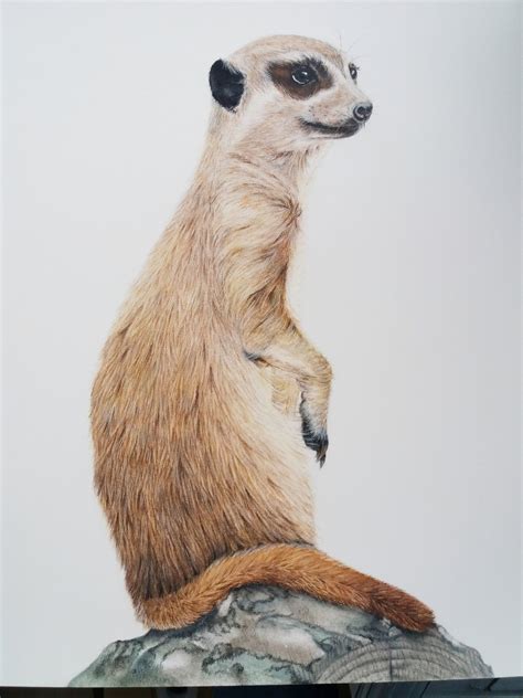 Meerkat Drawing