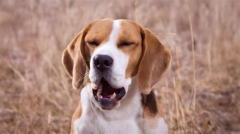 Reverse Sneezing in Dogs: Everything You Need to Know – Jinx