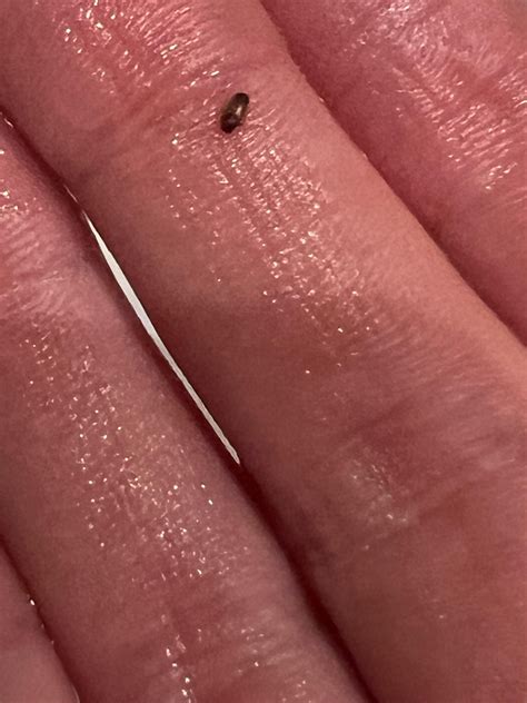 Tiny red brown bugs in my bathroom. What are they? : r/bugidentification