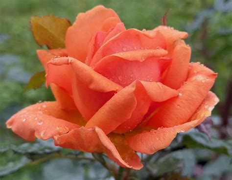 The Best Low-maintenance Roses - RosaPedia