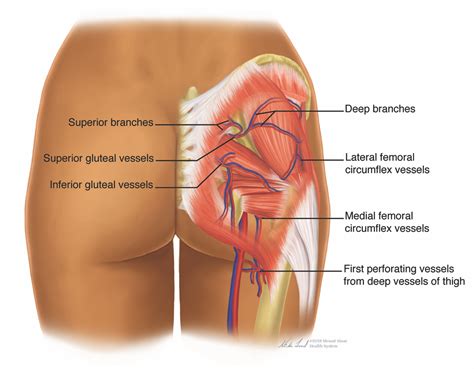 Superior Gluteal Nerve Injection