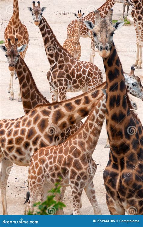 The group of giraffes stock image. Image of brown, park - 273944105