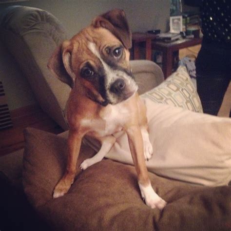 Stella: The Adorable Pug & Boxer Mix