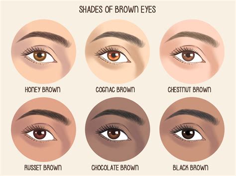 6 Types of Brown Eyes: Understanding Their Color & Rarity