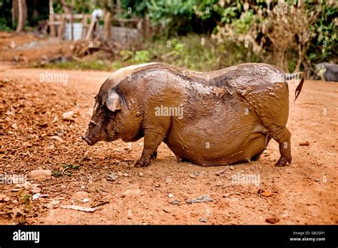 How To Tell If Your Pot Belly Pig Is Pregnant - QXYVRS