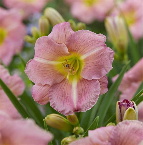 When Do Daylilies Bloom In Zone 7 at Roosevelt Nelson blog